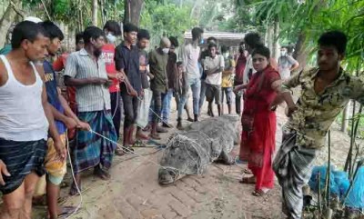 খানজাহান আলী (রহ) এর মাজার সংলগ্ন দিঘীর অসুস্থ কুমিরের চিকিৎসা শুরু খানজাহান আলী (রহ) এর মাজার সংলগ্ন দিঘীর অসুস্থ কুমিরের চিকিৎসা শুরু